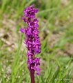 orchis-gh6_5222