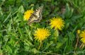 papillon-gh6_4909