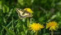 papillon-gh6_4911