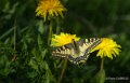 papillon-gh6_4913