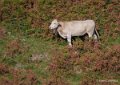 pierre-st-martin-a74_00415
