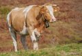 vache-benou--a74_01387