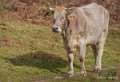 vache-benou--a74_01390