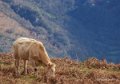 vache-benou--a74_01392