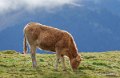 vache-benou--a74_01408