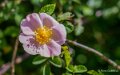 benou-a74_05361