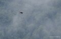 benou-vautour-a74_07401