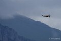 benou-vautour-a74_07404