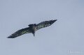 benou-vautour-a74_07416