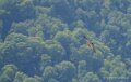 benou-vautour-a74_07423
