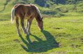 chevaux-a74_07883