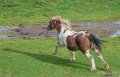 chevaux-a74_08480