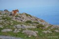 chevaux-a74_08481