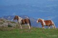 chevaux-a74_08482