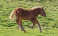 chevaux-a74_08652