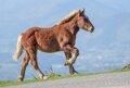 chevaux-a74_08654