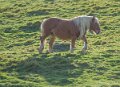 chevaux-a74_08656
