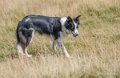 chien-a74_07152