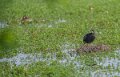 foulque-macroule-a74_05286