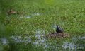 foulque-macroule-a74_05289