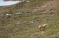 lepourtalet-a74_02253