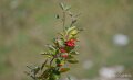 lepourtalet-a74_07844
