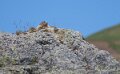 marmotte-a74_05431