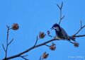 oiseau-a74_01597-Modifier