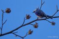 oiseau-a74_01598