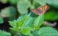 papillon-a74_05303
