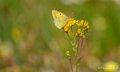 papillon-a74_05322