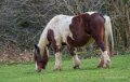 pierre-st-martin-a74_01606