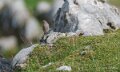 pierre-st-martin-a74_08508
