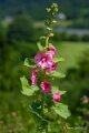 rose-tremiere-a74_05492