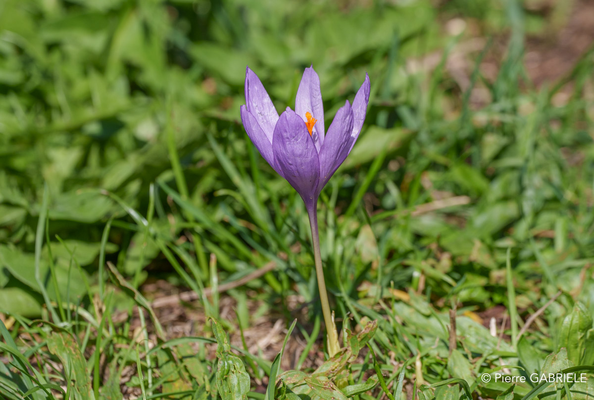 crocus-a74n_06075.jpg