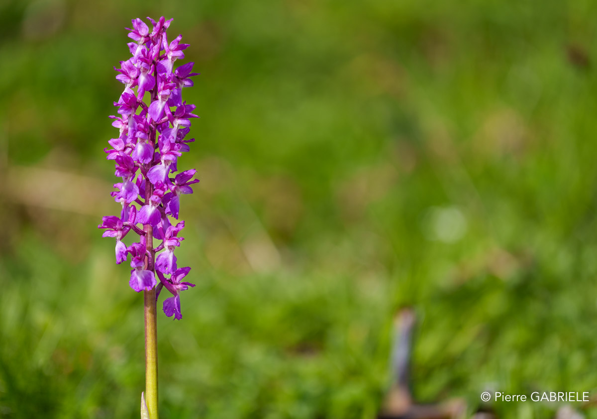 orchis-a74n_01334.jpg