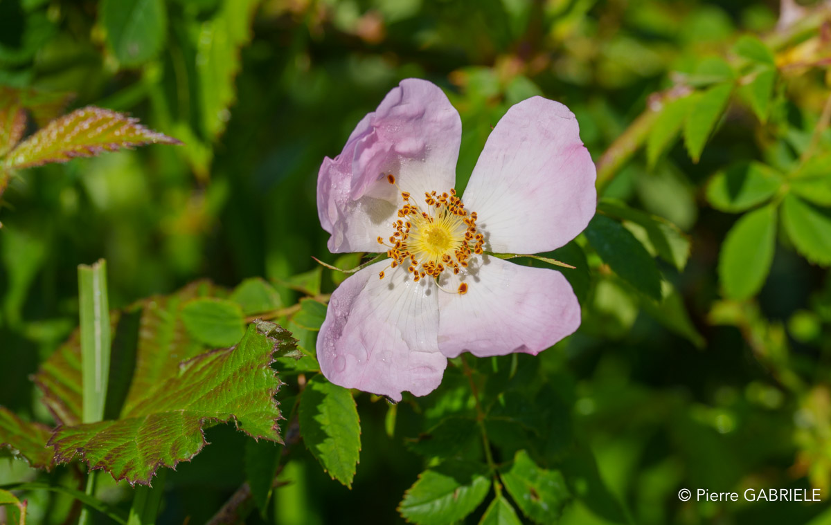 rosa-micrantha-a74n_02307.jpg