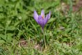 crocus-a74n_06075