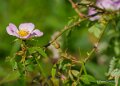rosa-micrantha-a74n_02308