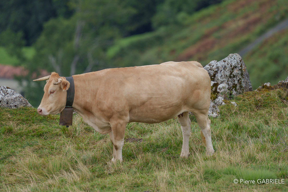 pays-basque-a74n_05751.jpg
