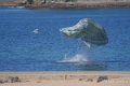 parachutistes-a74_00440