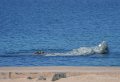 parachutistes-a74_00441