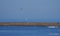canadair-a74_00523