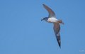 goeland-a74_08055