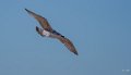goeland-a74_08343