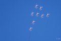 paf-a74_08399