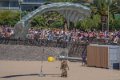 parachutistes-a74_08070
