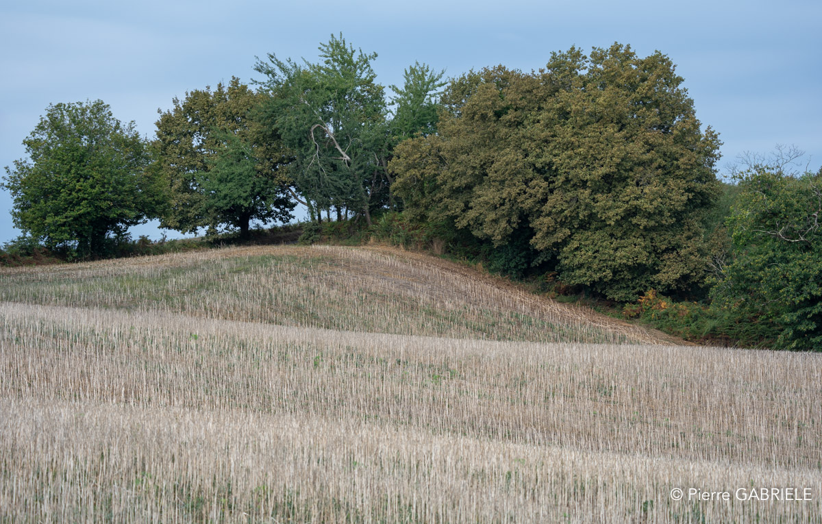 solo-A7V_03267.jpg