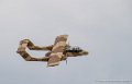 bronco_3733