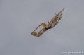 bronco_3747